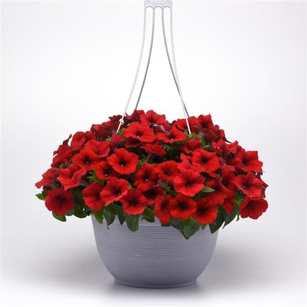Petunia hybrida E3 easy wave red 20 semien